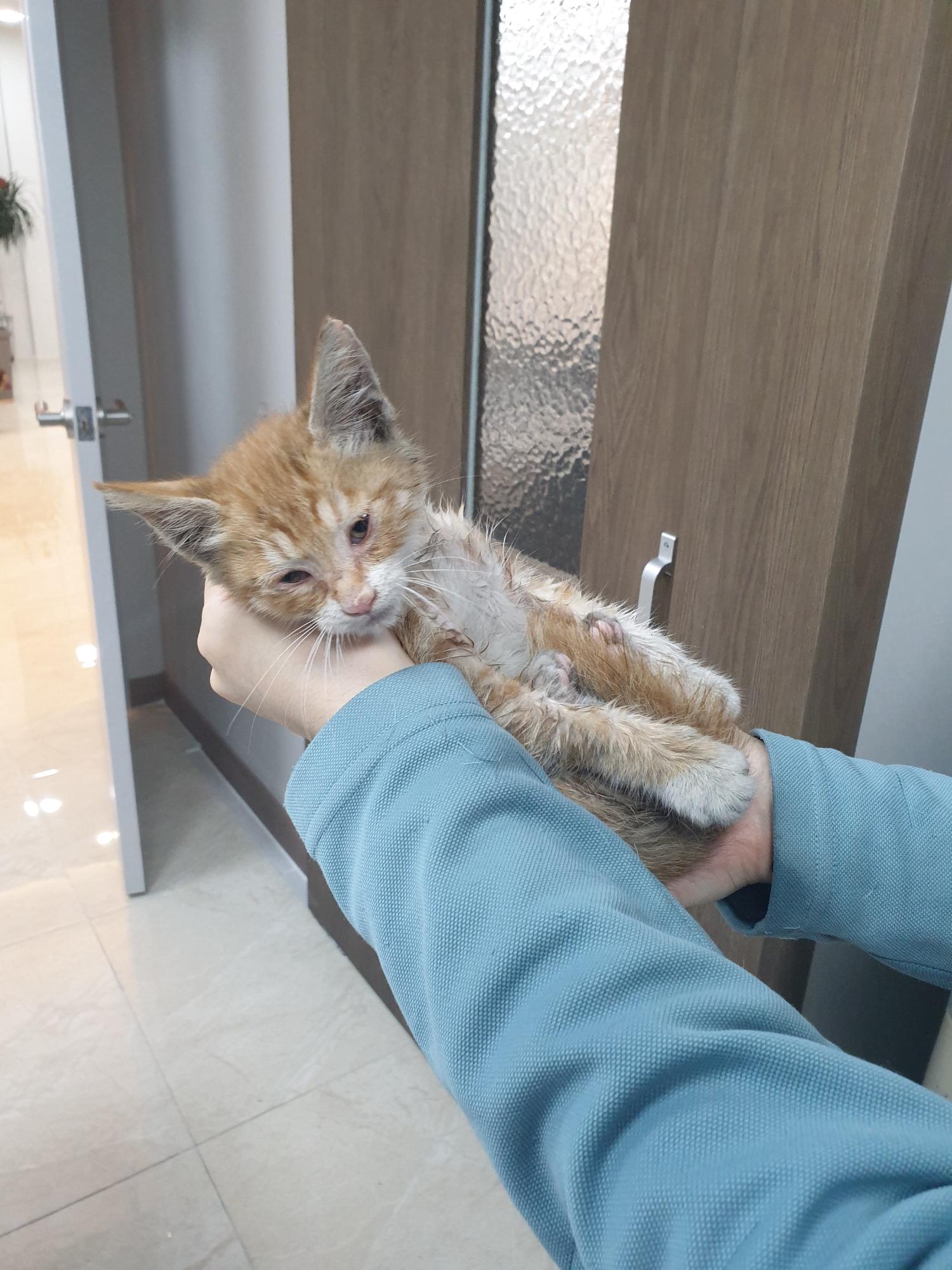 보호중 한국 고양이…